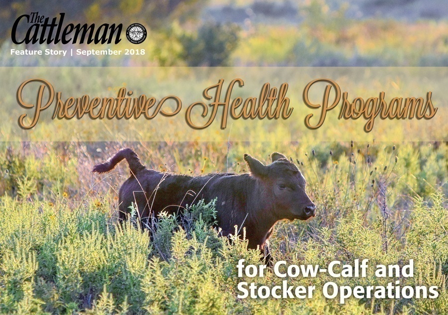 CowCalfStockersStoryImage