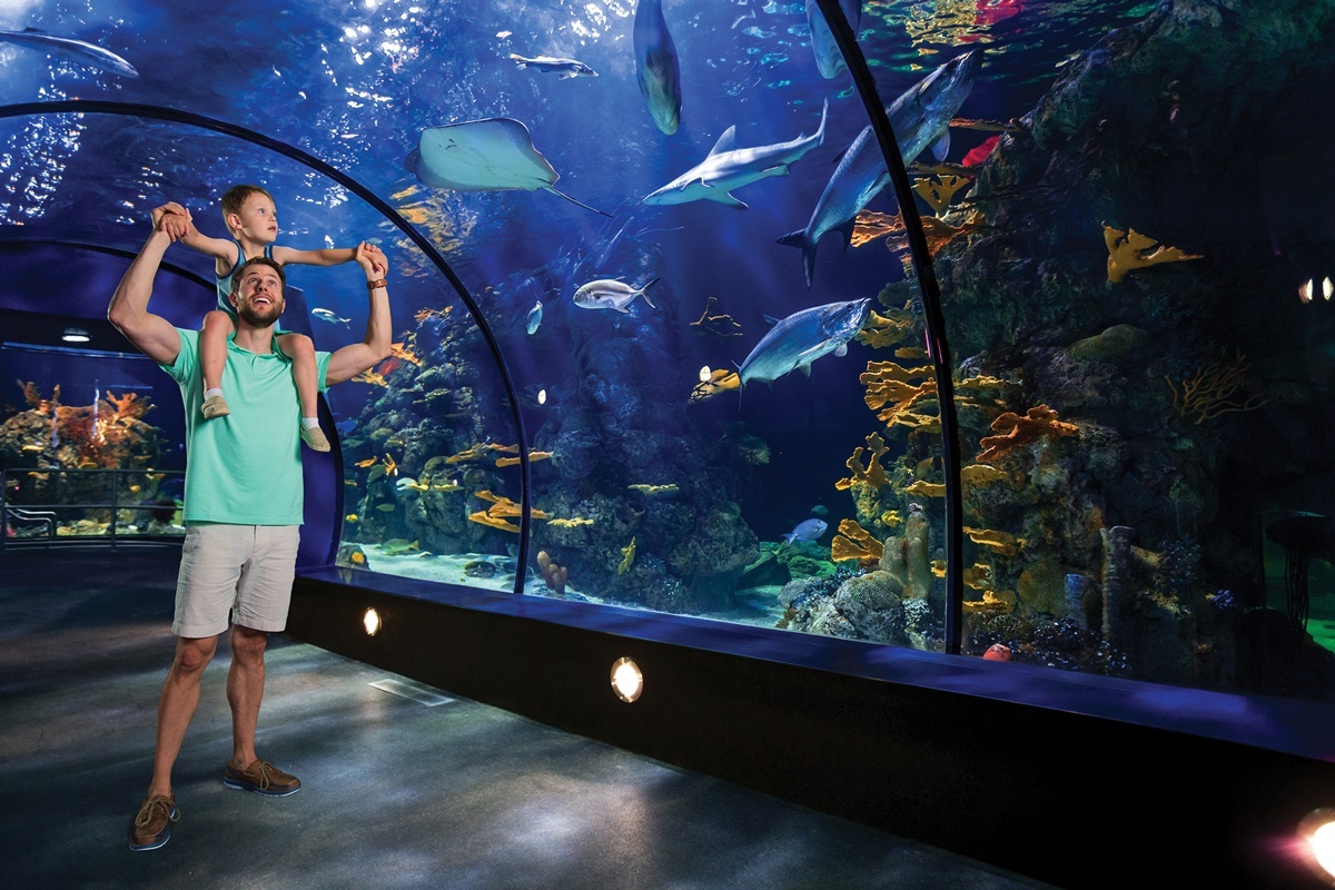 Aquarium-Father-and-son-on-sholders-raised-hands-at-Caribbean-Tunnel_F