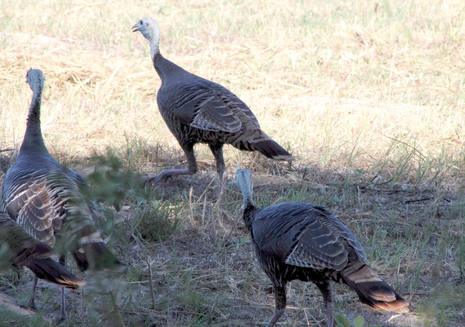 Promising spring season on the horizon for Texas turkey hunters Texas