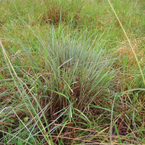 Texas and Southwestern Cattle Raisers | How Does Grass Grow?