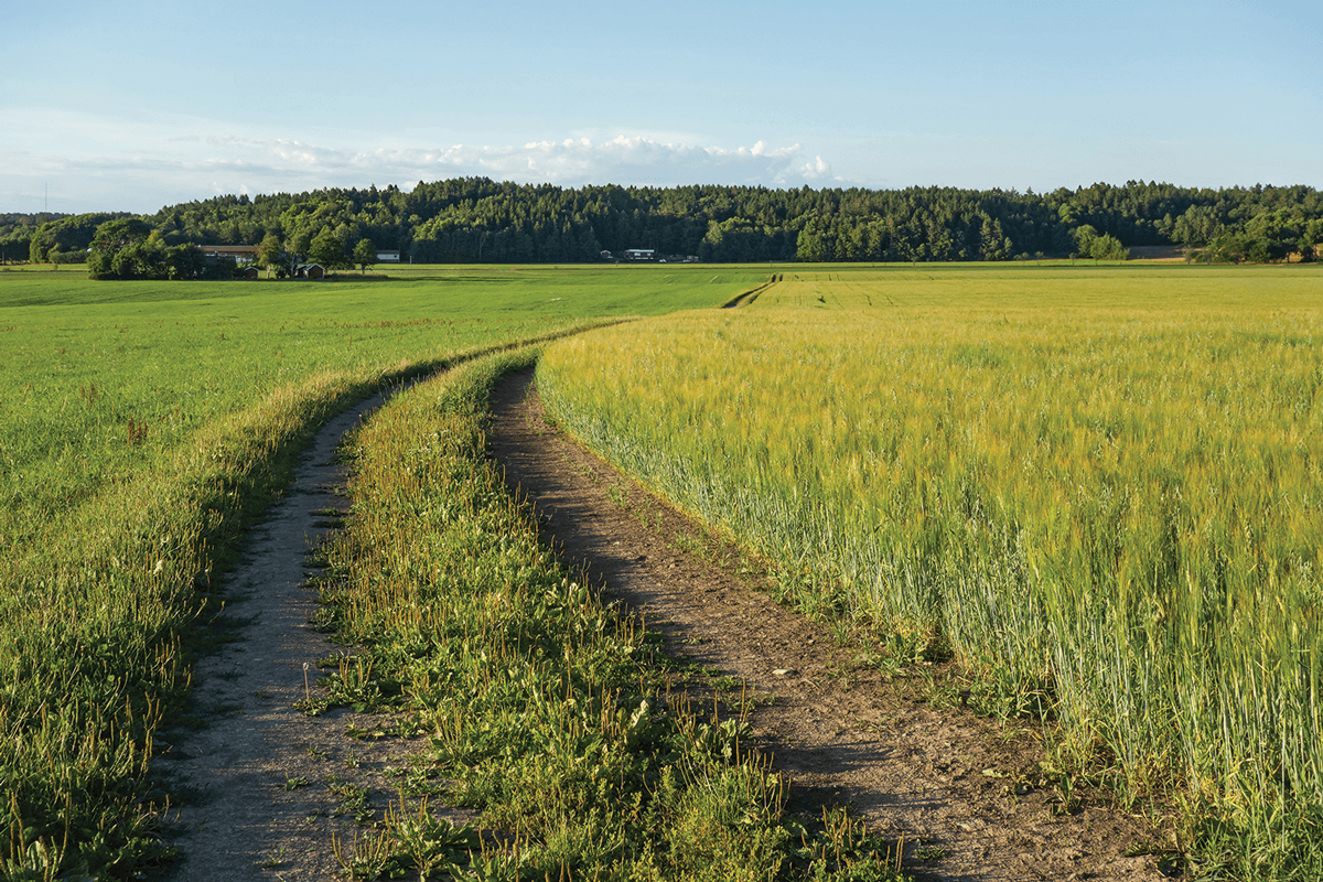Field_with_mixed_of_oat_and_rye-small