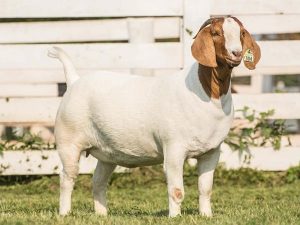 Boer Show Goat