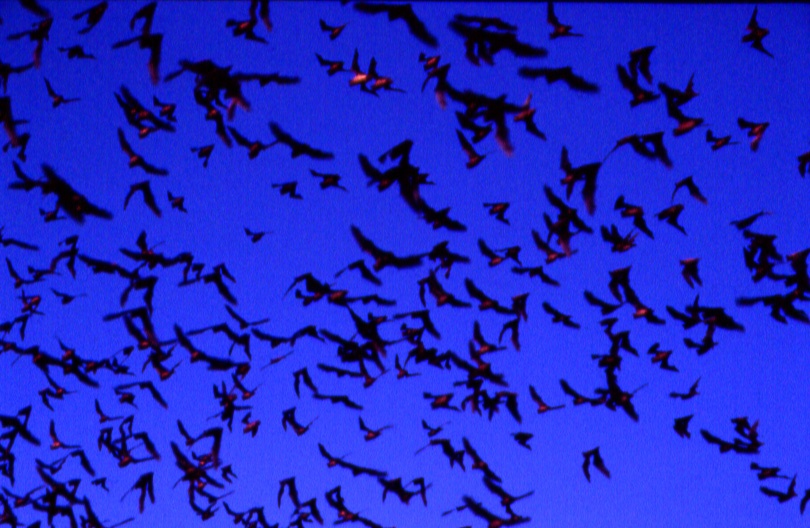 Mexican (Brazilian) free-tailed bats in flight photo by Thomas Kunz, Boston University