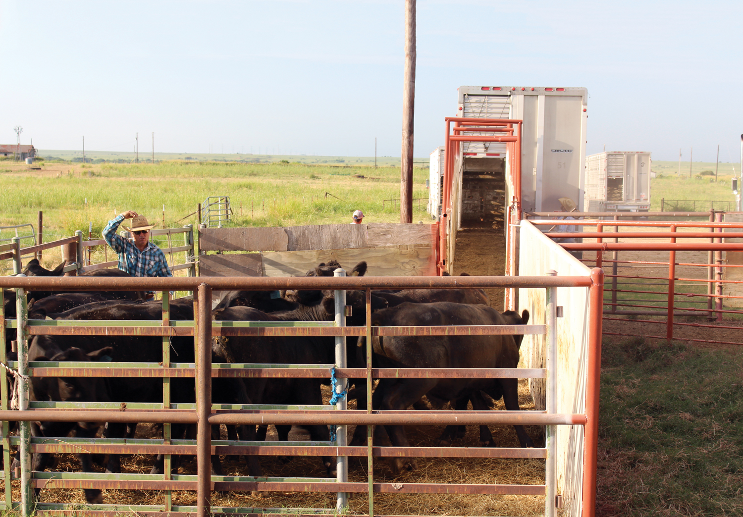 cattleraisers图片