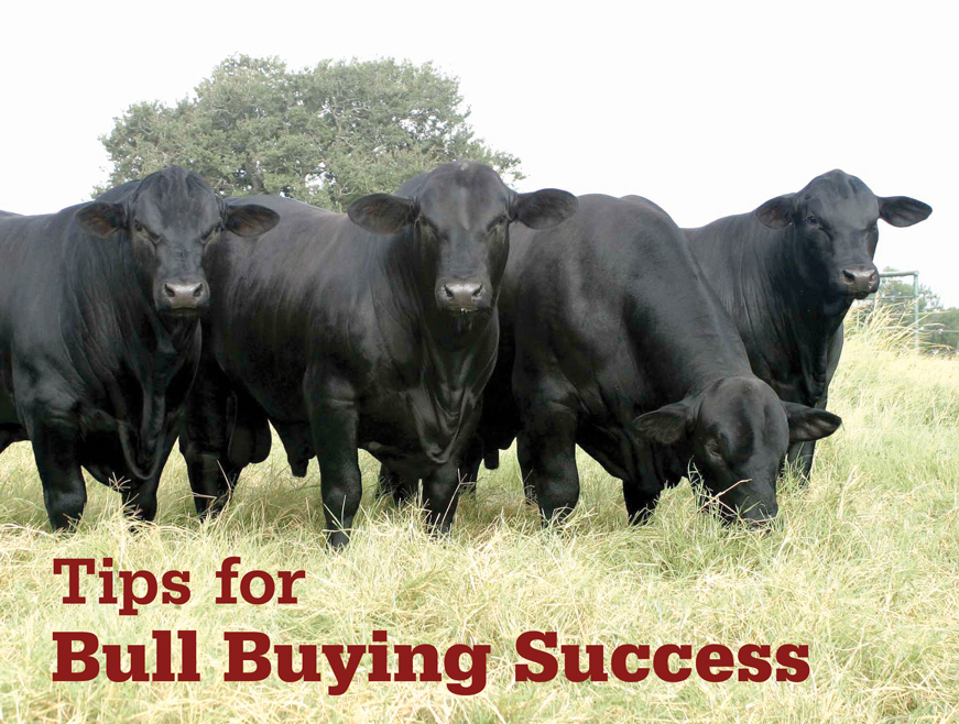 Texas and Southwestern Cattle Raisers | Tips for Bull Buying Success