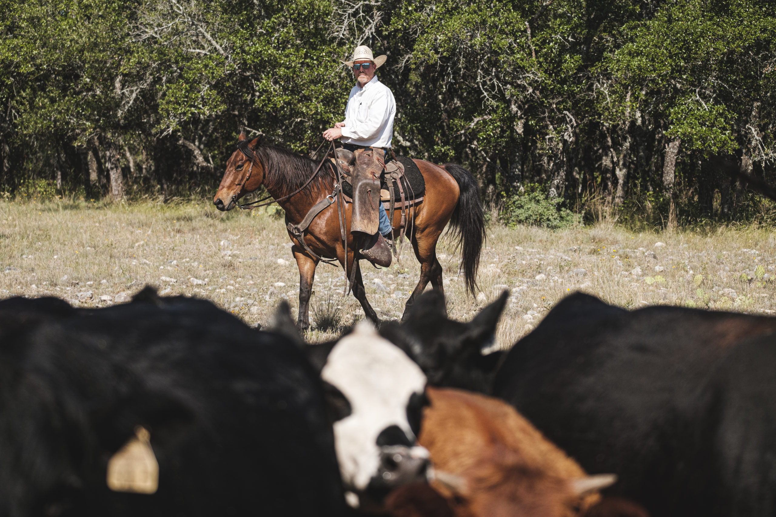 Texas & Southwestern Cattle Raisers Treadwell Cattle Co. wins