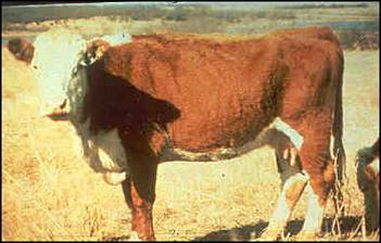 . The cow appears thin, with ribs easily visible and the backbone showing. 