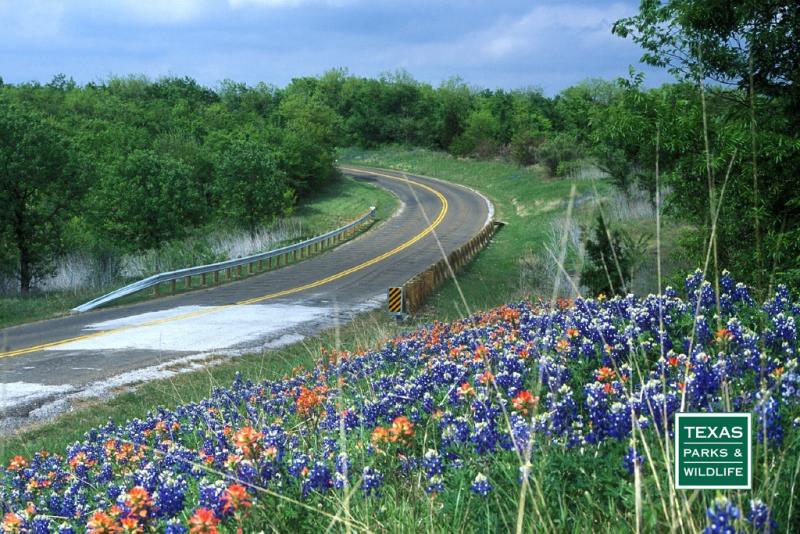 wildflowers beside rural road