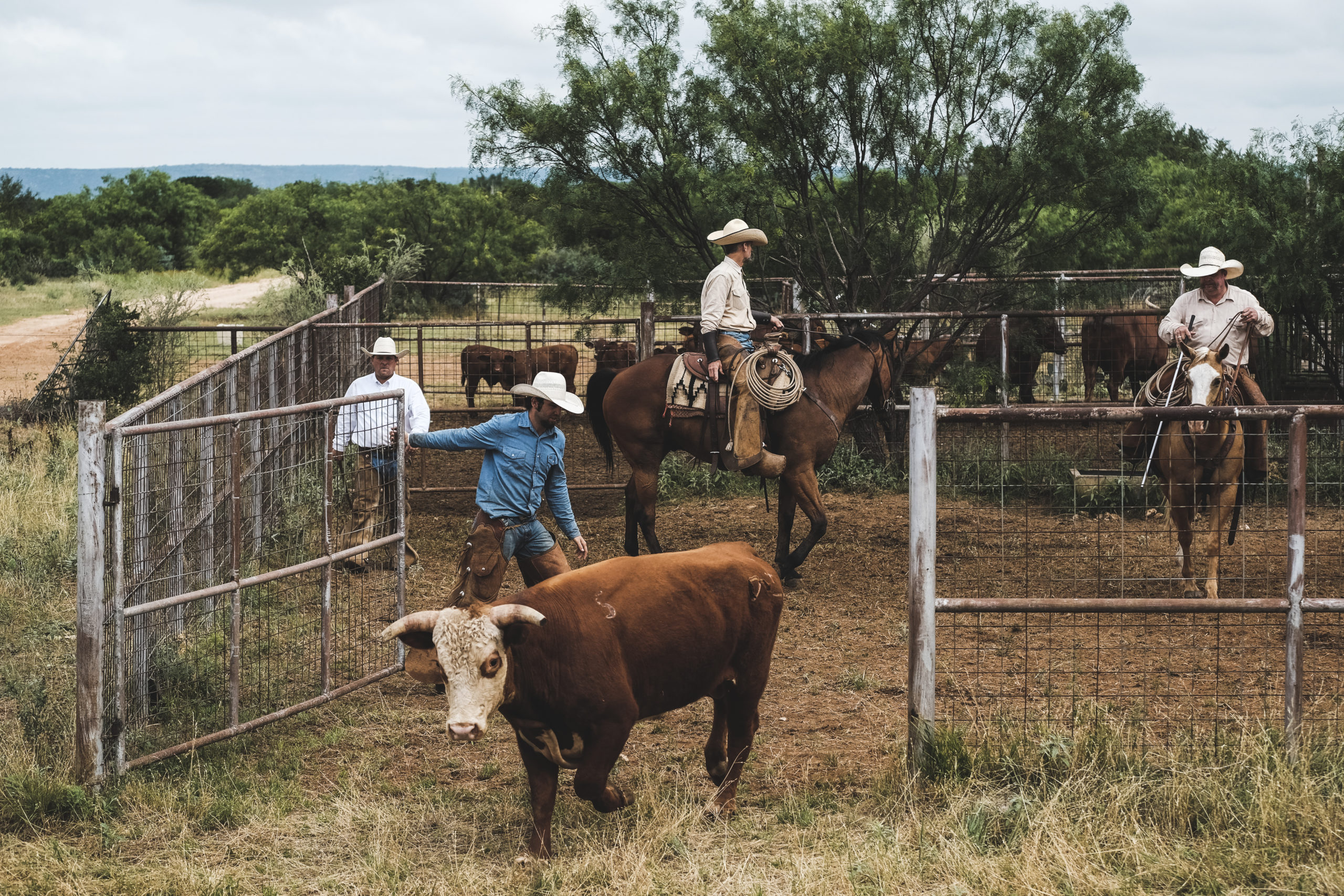 Ranchers letting cattle out of pen