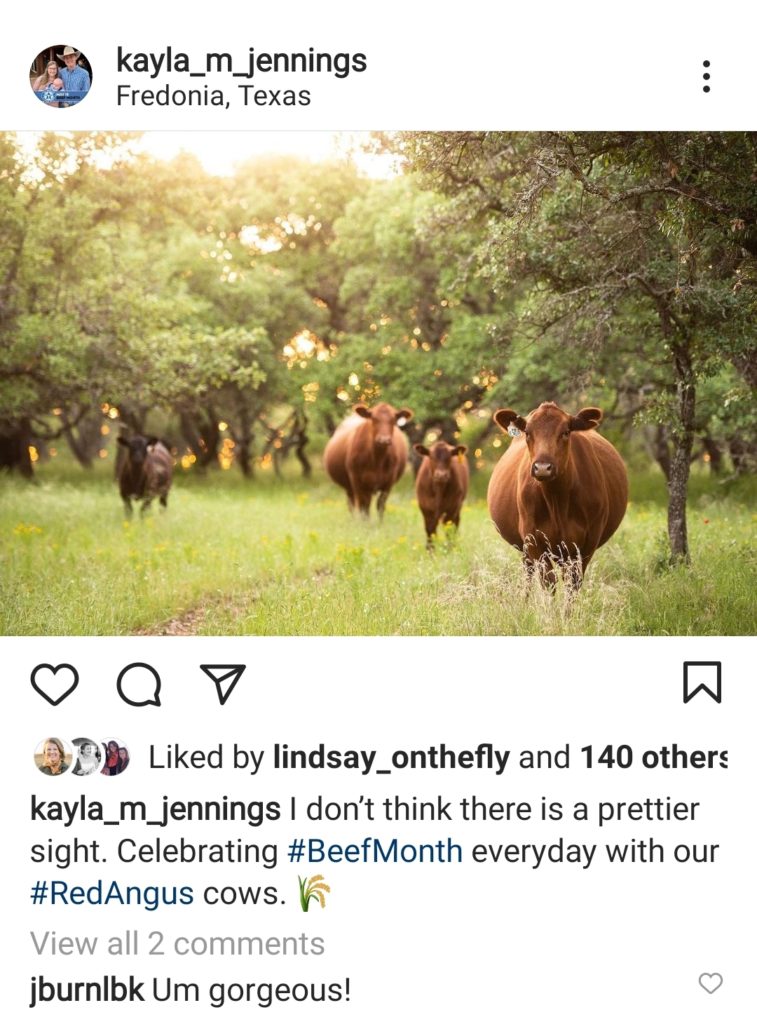Instagram post from @kayla_m_jennings of cows in a field with trees