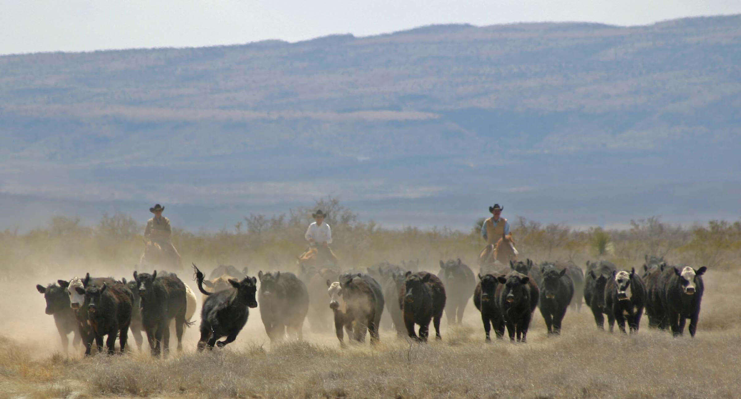 Home Texas and Southwestern Cattle Raisers Association