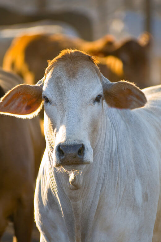 two cows looking at the camera
