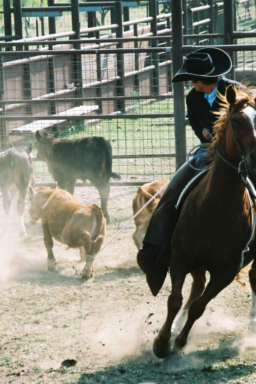 cowboy roping a calf in a pen with other calves