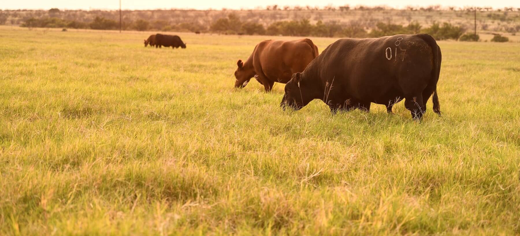 Your best insurance policy for breeding season Texas and Southwestern