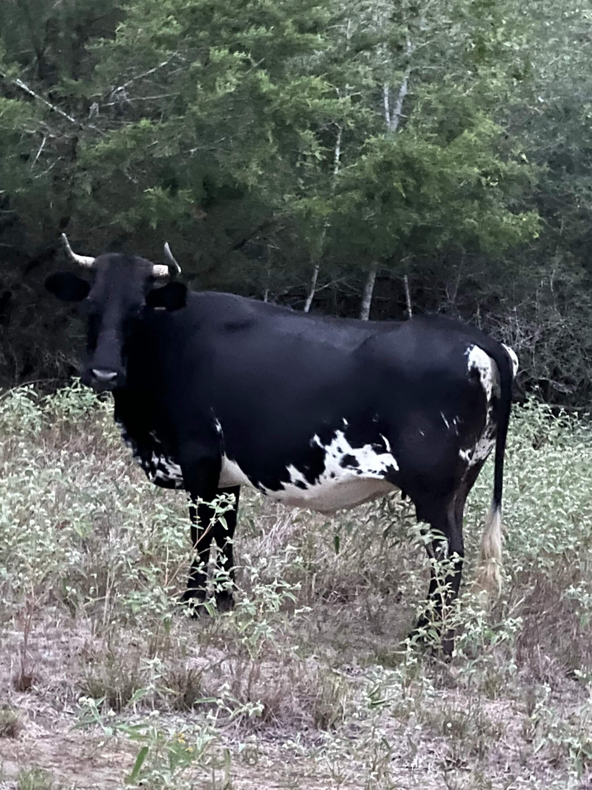Crime Watch: Cattle missing in Lavaca County - Texas