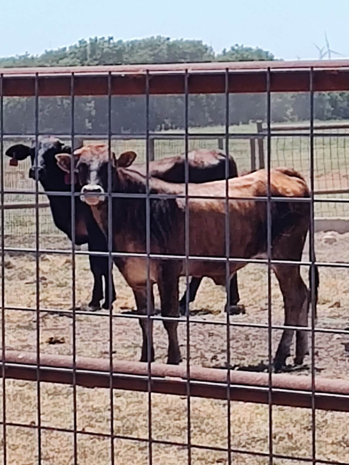 Crime Watch Steers missing near Fittstown, Oklahoma Texas and