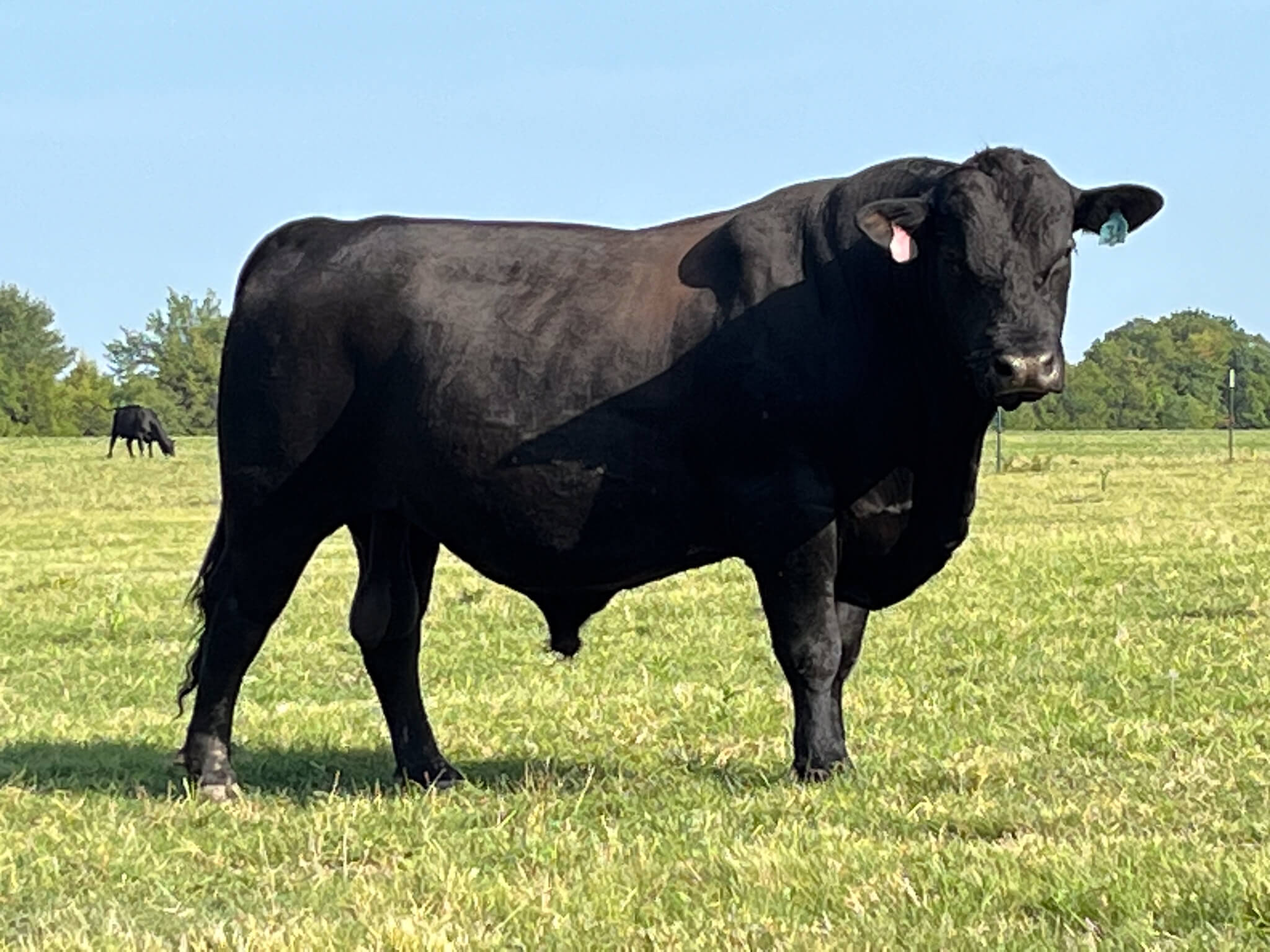 Crime Watch: Brangus bull missing in Collin County - Texas and Southwestern  Cattle Raisers Association