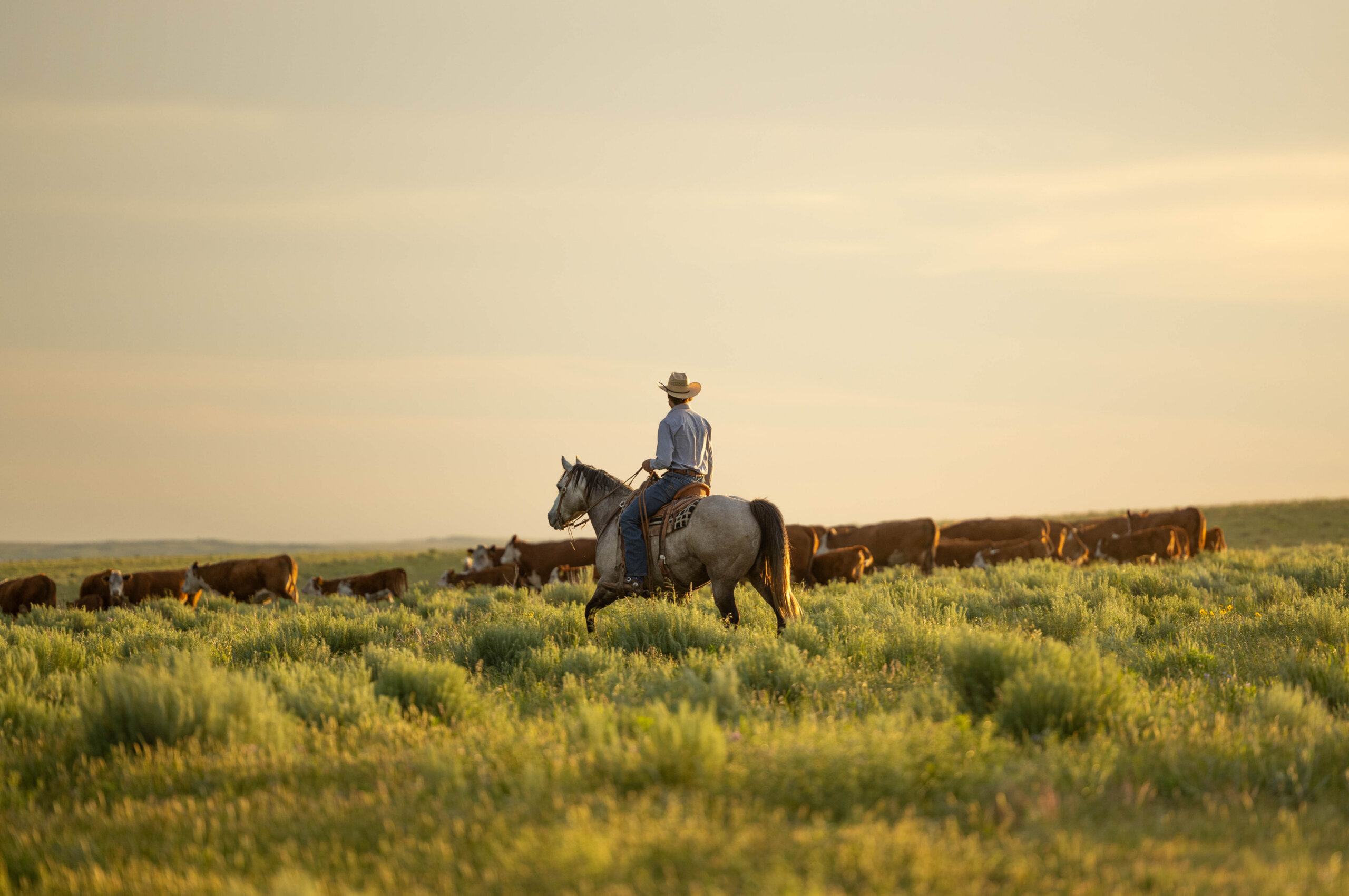 Cattlemen's Column: A pound of gold - Texas & Southwestern Cattle Raisers Association